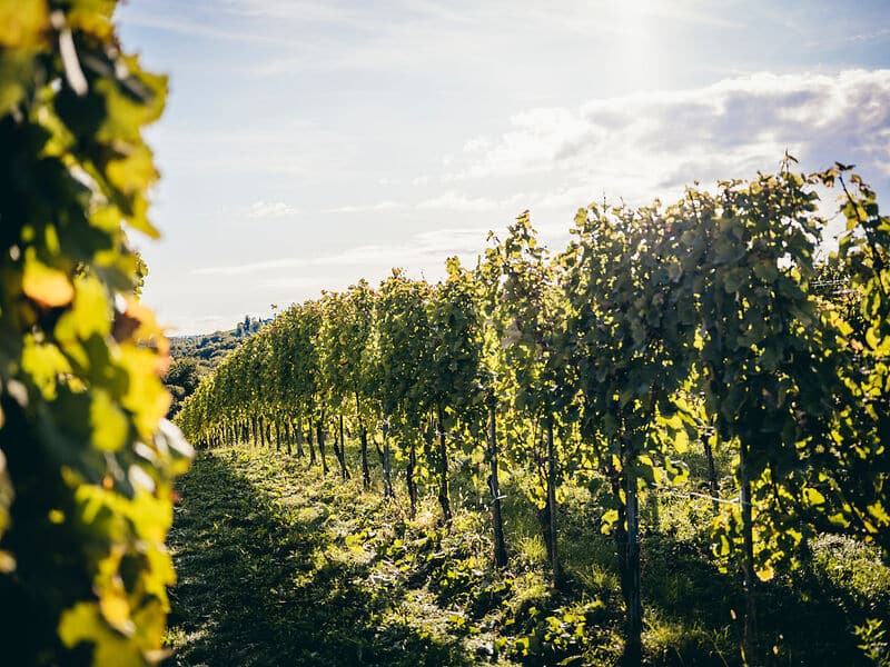 Weinlese Dveri Pax c Stefan Leitner Gesaeuse